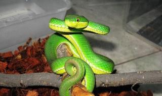 绿色的爬行虫子有哪些 绿色的蛇有几种